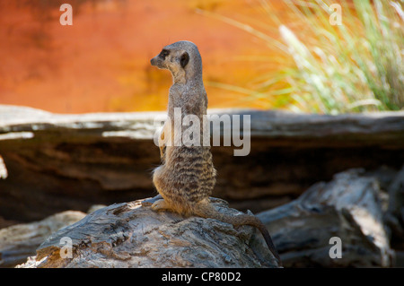 Erdmännchen auf Wache Stockfoto