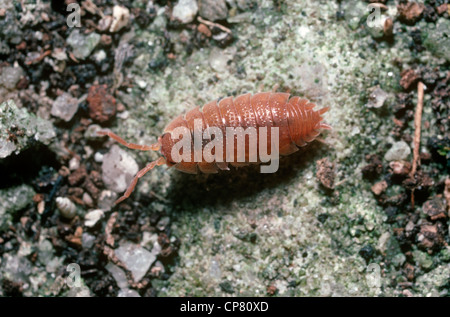 Übliche grobe Assel (Porcellio Scaber) Rosa Form in einem Garten UK Stockfoto