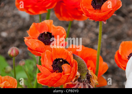 In der ummauerten Garten Norton Conyers, Ripon, Nordyorkshire Stockfoto