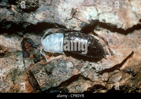 Garten / gemeinsame glänzende Assel grau / Sowbug (Oniscus Asellus: Oniscidae) Mauser UK Stockfoto