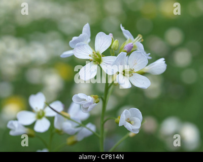 Kuckuck Blume gestülpt Kittel / Cardamine Pratensis / Wiesenschaumkraut Stockfoto