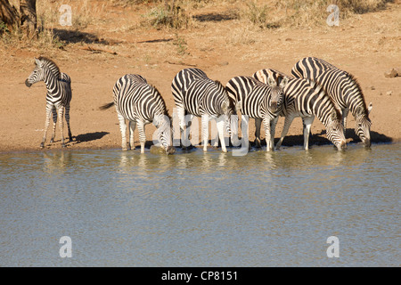 Herde von Burchells Zebra trinken (Equus Burchelli) von einer natürlichen Pfanne im Kruger Park, Südafrika Stockfoto