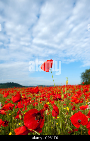 Mohnfeld in der Nähe von Orvieto. Umbria, Italien Stockfoto