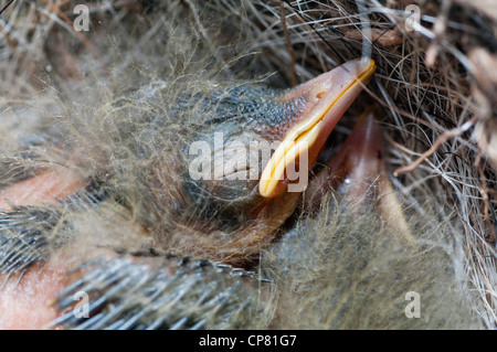 Graue Bachstelze Nest. Endemische Vogel von den Azoren-Inseln Stockfoto