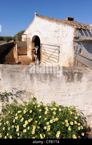 Daisy Flowers außerhalb Molkerei Kuhstall in Trebaluger in ländlichen Menorca, Spanien, Balearen. Eine schwarz-weiße Kuh steht an der Tür Stockfoto