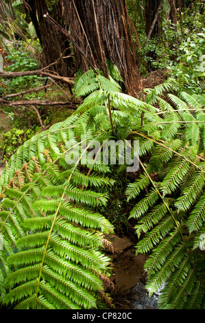 Silber-Farn Südinsel Neuseeland Tonga Steinbruch im Abel Tasman National Park Stockfoto