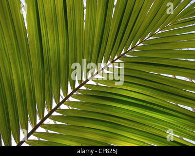 Die Blätter und die Filiale einer Stroh-Palme. Stockfoto