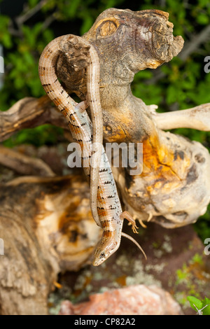 Madrean Alligator Eidechse Elgaria Kingii Nobilis Santa Catalina Mountains, Pima County, Arizona, Vereinigte Staaten von Amerika 16 Juli Stockfoto