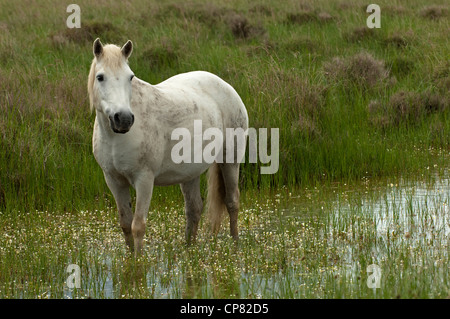 Camargue-Pferd auf Nahrungssuche in einem Feuchtgebiet, Camargue, Frankreich Stockfoto