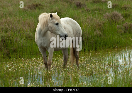 Camargue-Pferd auf Nahrungssuche in einem Feuchtgebiet, Camargue, Frankreich Stockfoto