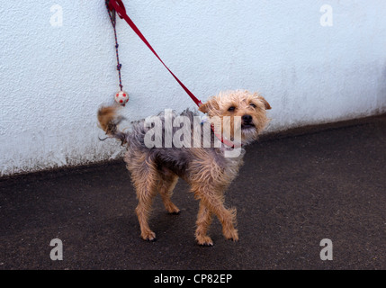 Hund im Sturm gefesselt Stockfoto