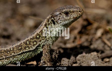 Die Zauneidechse - Lacerta Agilis-morgens in der Sonne aufwärmen. Stockfoto