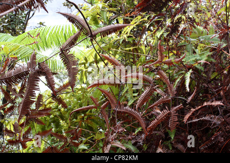 Hawaiʻi-Volcanoes-Nationalpark Regenwald Stockfoto