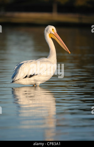 Ein Pelikan watet in White Rock Lake, Dallas, Texas Stockfoto