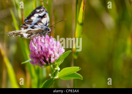 Ein Schachbrettfalter (Melanargia Galathea) Fütterung auf eine Rotklee-Blume. Stockfoto