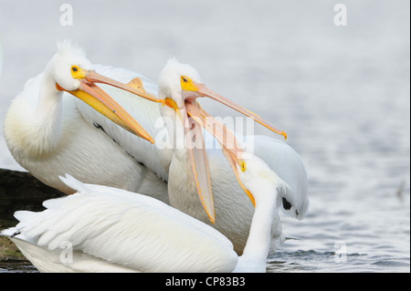 Pelikane Kampf um Positionen auf einem Treibholz Log, White Rock Lake, Dallas, Texas Stockfoto