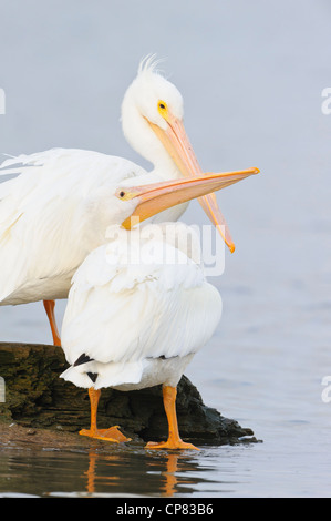 Zwei amerikanische weiße Pelikane, White Rock Lake, Dallas, Texas Stockfoto