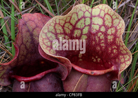 Ansicht schließen von fleischfressenden Burk's Kannenpflanze Sarracenia rosea mit Regenwasser und verdauungsfördernde Flüssigkeiten. Florida USA Stockfoto