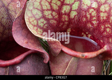 Schließen Sie die Ansicht von fleischfressenden Burk Schlauchpflanze Sarracenia Rosea mit Regen Wasser und Verdauungstrakt Flüssigkeiten Florida USA Stockfoto