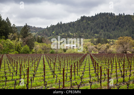 Ein Weingut im Napa Valley im zeitigen Frühjahr in der Nähe von Calistoga California Stockfoto