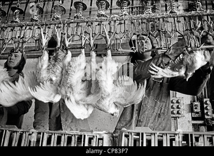 Schlachthaus in Huhn-Fabrik mit Minderjährige Arbeiter Großbritannien 1970 Stockfoto