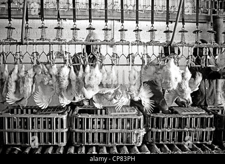 Schlachthaus in Huhn-Fabrik mit Minderjährige Arbeiter Großbritannien 1970 Stockfoto