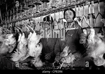 Schlachthaus in Huhn-Fabrik mit Minderjährige Arbeiter Großbritannien 1970 Stockfoto