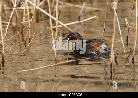 Zwergtaucher im WWT London Wetland Centre in Barnes. Stockfoto