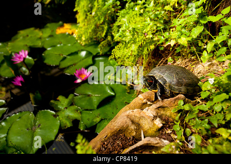 Eine Schildkröte an einem kleinen Teich bei Butterfly World bei Klapmuts, South Africa. Stockfoto
