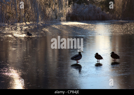 Drei Enten auf zugefrorenen Teich in Cambridgeshire Stockfoto