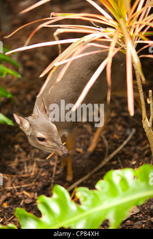 Ein blauer Duiker durch die Äste bei Butterfly World, Klapmuts, Südafrika. Stockfoto