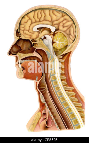 Darstellung aus einem medizinischen Buch, senkrechte Abschnitt ein menschlicher Schädel, noch aus Einem Zwang Buch, senkrecher Stockfoto