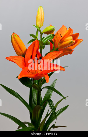 Feuerlilie Stockfoto