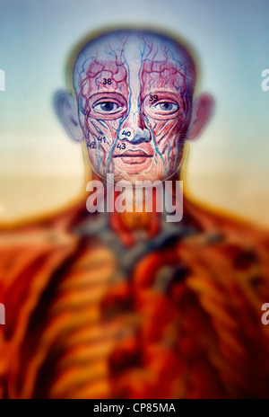 Anatomie, medizinische Illustration der Menschen, Aufklappbare Anatomische, Zweigbibliothek Darstellung des Mannes, digitale geschält Stockfoto