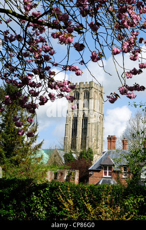 Howden East Riding Yorkshire England.die Münster aus Asche Park.St Peter und St.Paul. Stockfoto