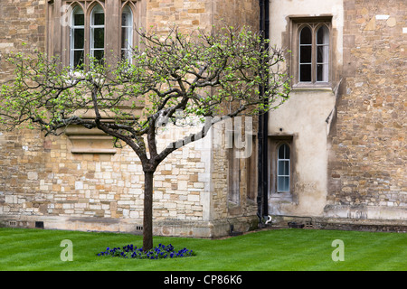 Isaac Newton Apple Tree unter alten Sandsteinmauern des Trinity College, Universität Cambridge Gebäude. UK. Stockfoto
