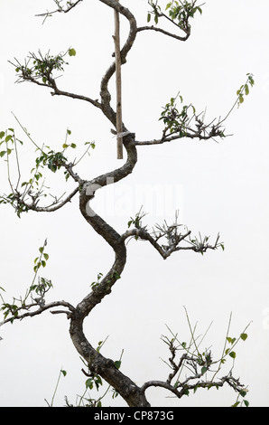 Förmigen Formschnitt Baum mit geschwungenen Stamm auf weißen Wand in Chengkan Dorf Huangshan Peoples Republic Of China Stockfoto