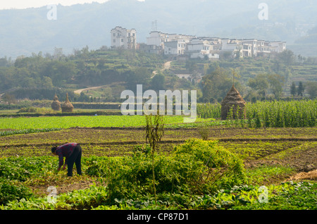 Frau arbeitet in Bauernhof-Feldern auf reiche Tal Ackerland bei Yanggancun Bergdorf Huangshan Peoples Republic Of China Stockfoto