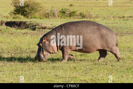 Flusspferd (Hippopotamus Amphibius) Weiden auf den Masai Mara National Reserve, Kenia, Ostafrika. Stockfoto