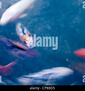 verschwommene Koi-Karpfen im Teich Stockfoto