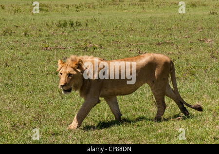 Eine junge männliche Löwe (Panthera Leo) Walking über den Sumpf in der Masai Mara National Reserve, Kenia, Ostafrika. Stockfoto