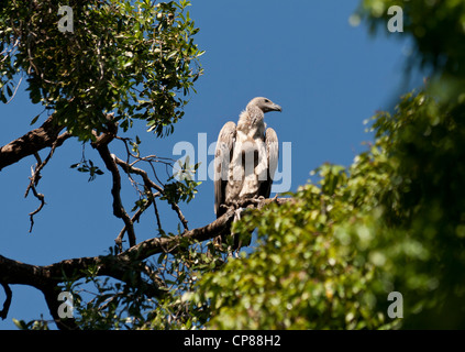 Junger Weißrückenspecht Geier (abgeschottet Africanus) hoch oben in einem Baum auf der Masai Mara National Reserve, Kenia, Ostafrika. Stockfoto