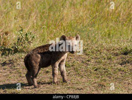 Jung entdeckte Hyäne Cub (Crocuta Crocuta) stehen auf der Masai Mara National Reserve, Kenia, Ostafrika. Stockfoto