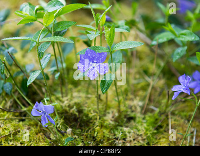 Native violetten Blüten in Plüsch Moos mit grünem Hintergrund Stockfoto