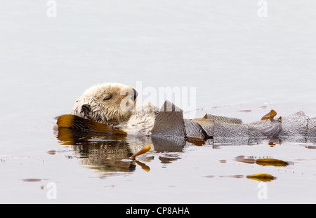 Sea Otter Stockfoto