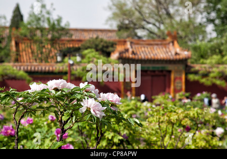 Jing Shan Park. Peking, China. Stockfoto