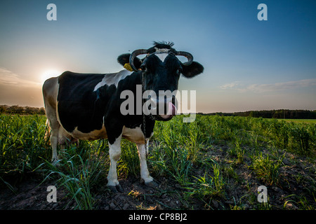 Kuh im Bereich Stockfoto