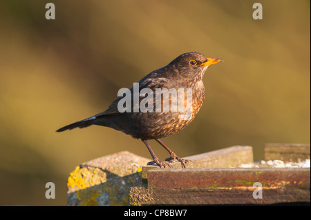 Eine weibliche Amsel auf einem Vogel Tisch (Turdus Merula) im Vereinigten Königreich Stockfoto