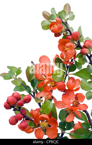 Blüte im Mai japanische Quitte (Chaenomeles) Postkarte Hintergrund. Isoliert auf weiss. Selektiven Fokus. Stockfoto