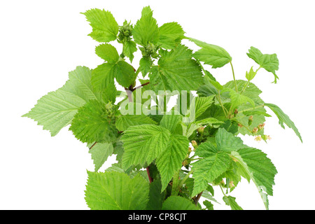 Frische grüne Zweige von Brombeere, Johannisbeere und Himbeere. Auf Wihite isoliert. Stockfoto